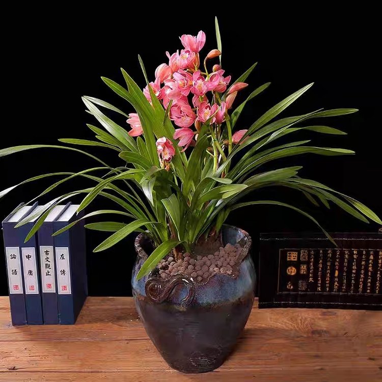 室內(nèi)綠植租賃 事業(yè)單位花卉租擺草花擺放 綠化綠植盆栽養(yǎng)護服務約20.00元